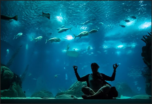 Underwater Zen- [iõ] - Dejan Danailov © 2014.